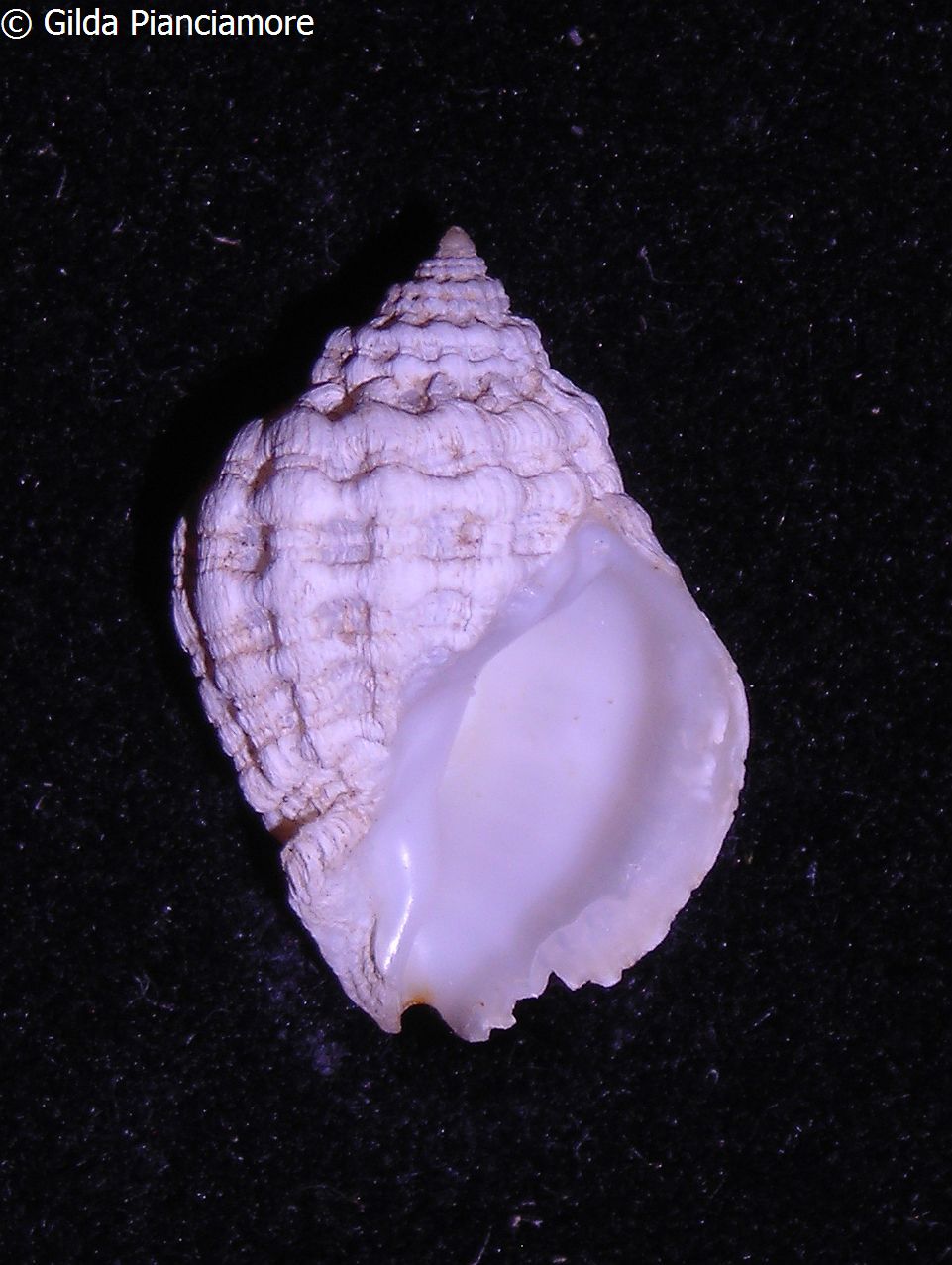 no photo for this shell